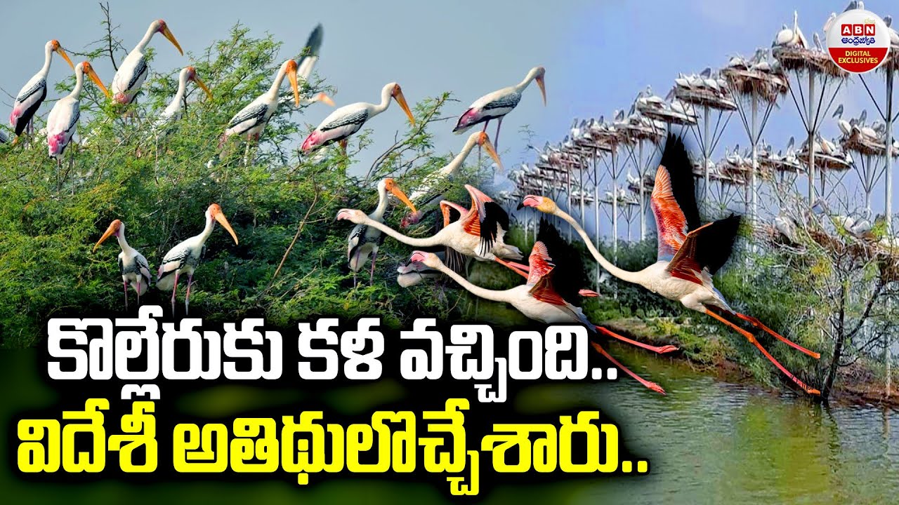 కొల్లేరుకుకళ వచ్చింది విదేశీ అతిధులొచ్చేశారు | Migratory Birds Start Arriving in Kolleru |ABN