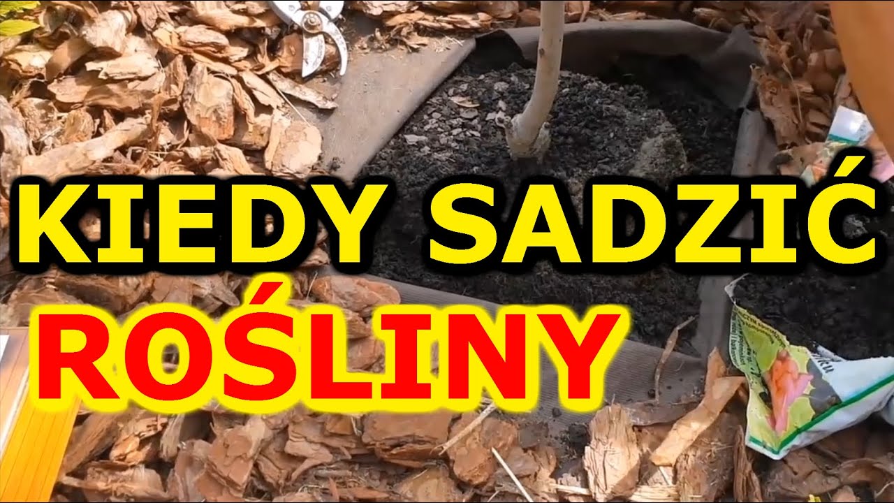 Uniwersalny Termin sadzenia Roślin | Kiedy sadzić rośliny - Początkujący Ogrodnik