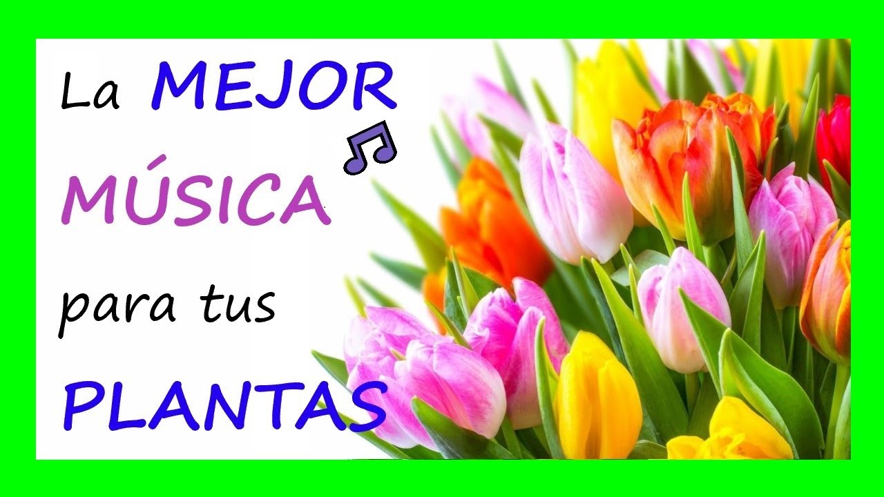 🎵MUSICA para trabajar con PLANTAS💚