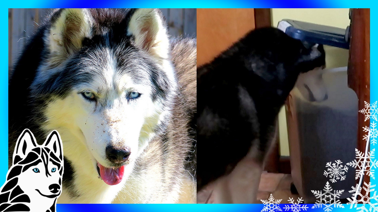 DOG CAUGHT ON CAMERA STEALING FOOD | Hidden Camera