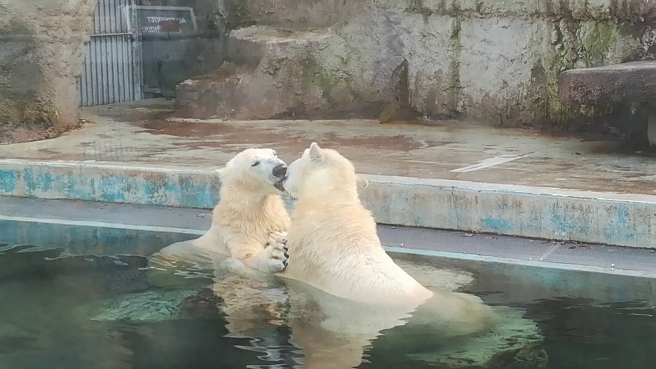 Polarbear kissing / Jeges smaci! 😘💏😍🤗 Zoo