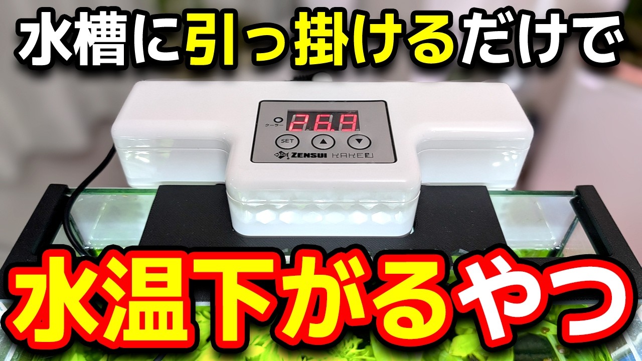 【2024最新製品】小型水槽最強クーラー？しっかり冷やしたい人向けゼンスイカケルをレビュー！テガル２との比較や安く買う方法も紹介します #アクアリウム #熱帯魚 【ビバアクア】