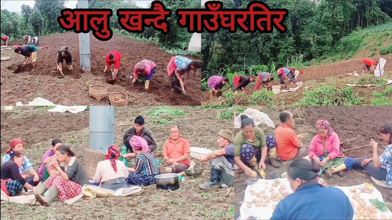 याे बर्ष असिनाले  कुटेकाे आलु खन्दै हामी