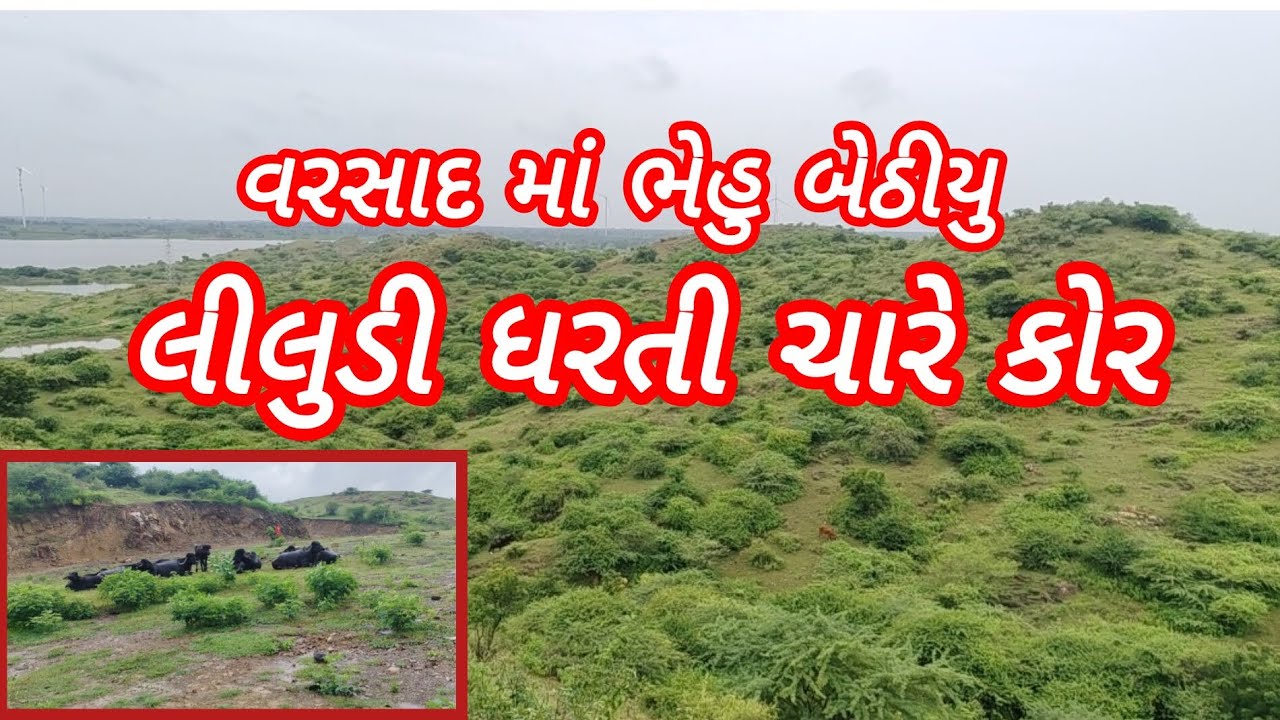લીલુડી ધરતી ચારે કોર 🌲 વરસાદ વરસ્યો બોવ 