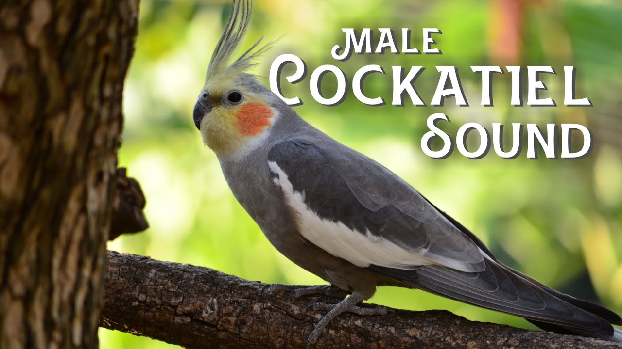 Male Cockatiel Sounds 1 Hour | [2021]