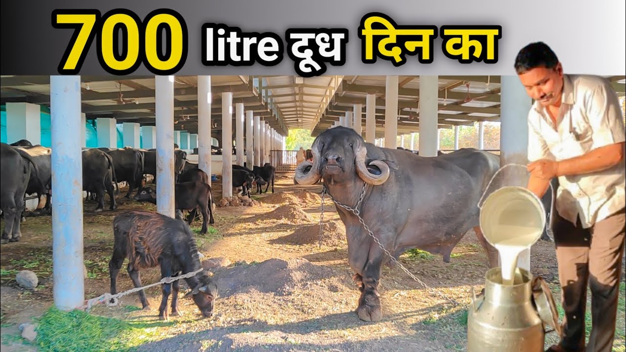 700 ली,दूध रोज का 😲#buffalobigdairyfarming#biggestbuffalofarm#dairysolutionbysatish#