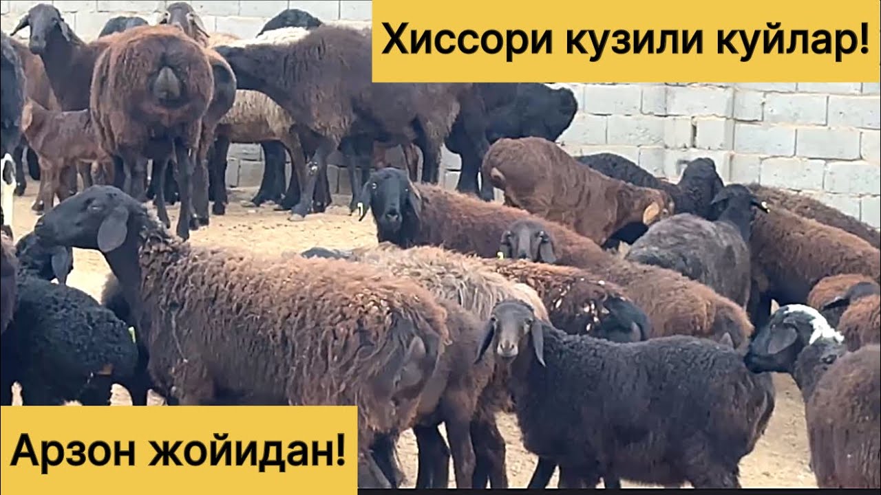 Энг арзон жойидан хиссори куйлар! 991521483☎️ 992168330☎️ 973832131☎️