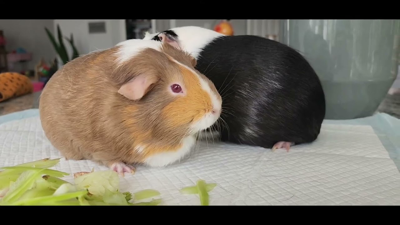 P171 Cute happy guniea pigs eating relaxing soothing calming face morning routine