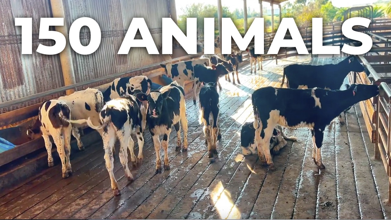 HEIFER RAISING: INDIVIDUAL HUTCHES AND COMPOST BEDDING SYSTEM WITH 150 ANIMALS &ndash; URUGUAY 🇺🇾