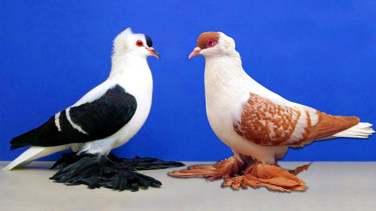 1 Hour with Fancy Pigeons | Most Beautiful Fancy Pigeon Breeds Collection | Amazing Exotic Pigeon