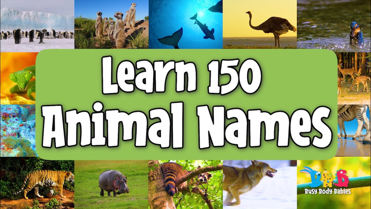 Изучите 150 названий животных.