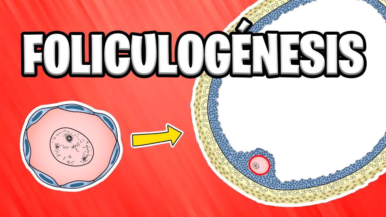 FOLICULOG&Eacute;NESIS &iquest;Qu&eacute; son los FOL&Iacute;CULOS OV&Aacute;RICOS? | EMBRIOLOG&Iacute;A HUMANA 📚