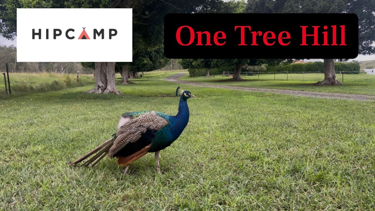 Hipcamp Review | One Tree Hill | Camp Food Ideas