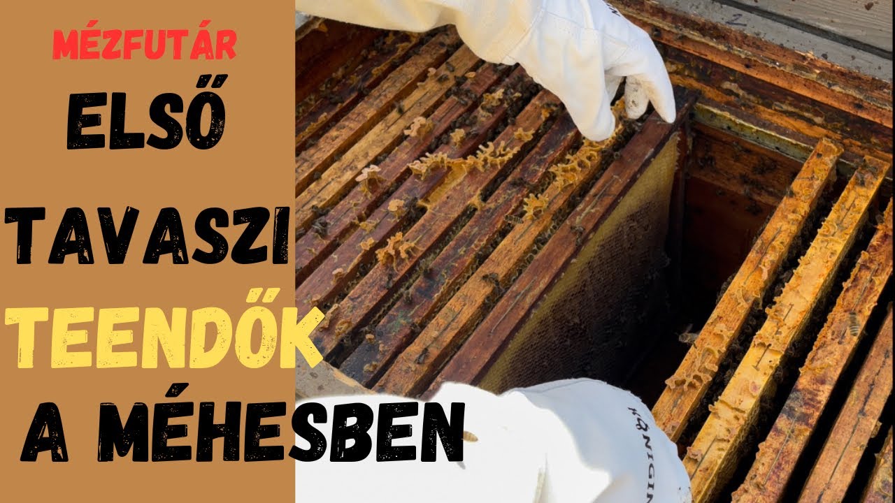 Első tavaszi teendők a méhesben