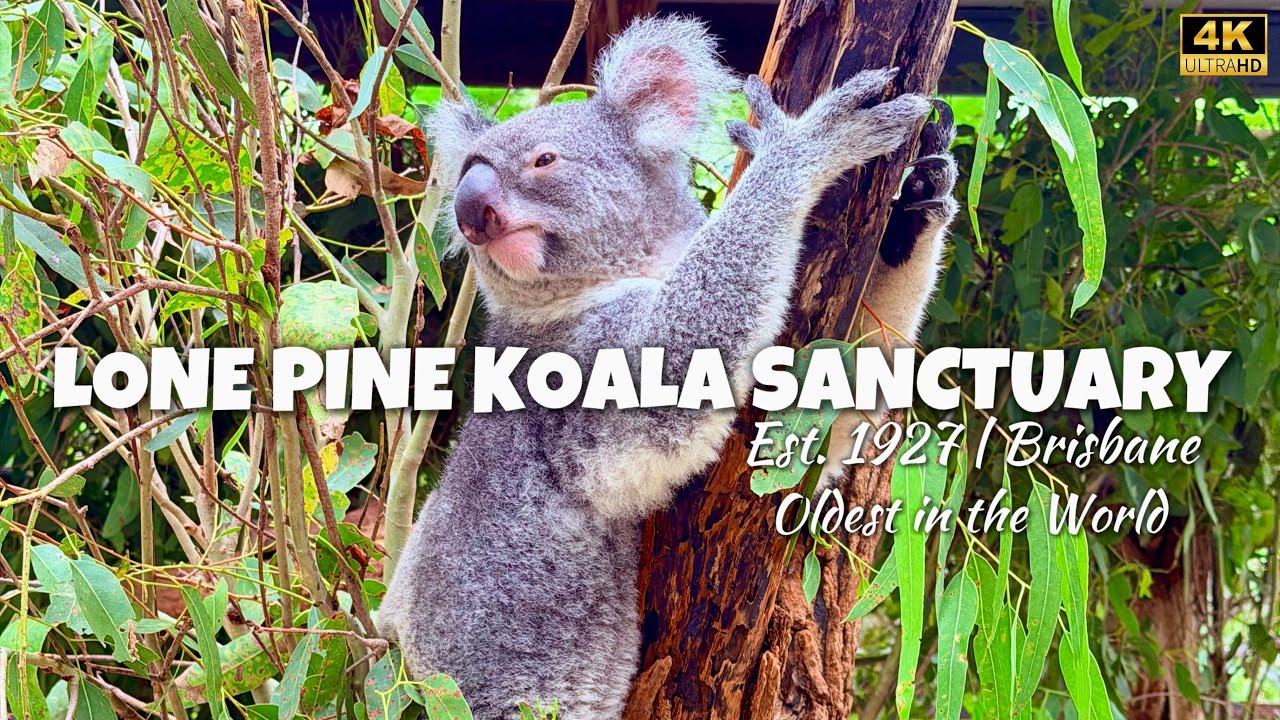 Lone Pine Koala Sanctuary | 4K Park Tour | Brisbane, Australia 
