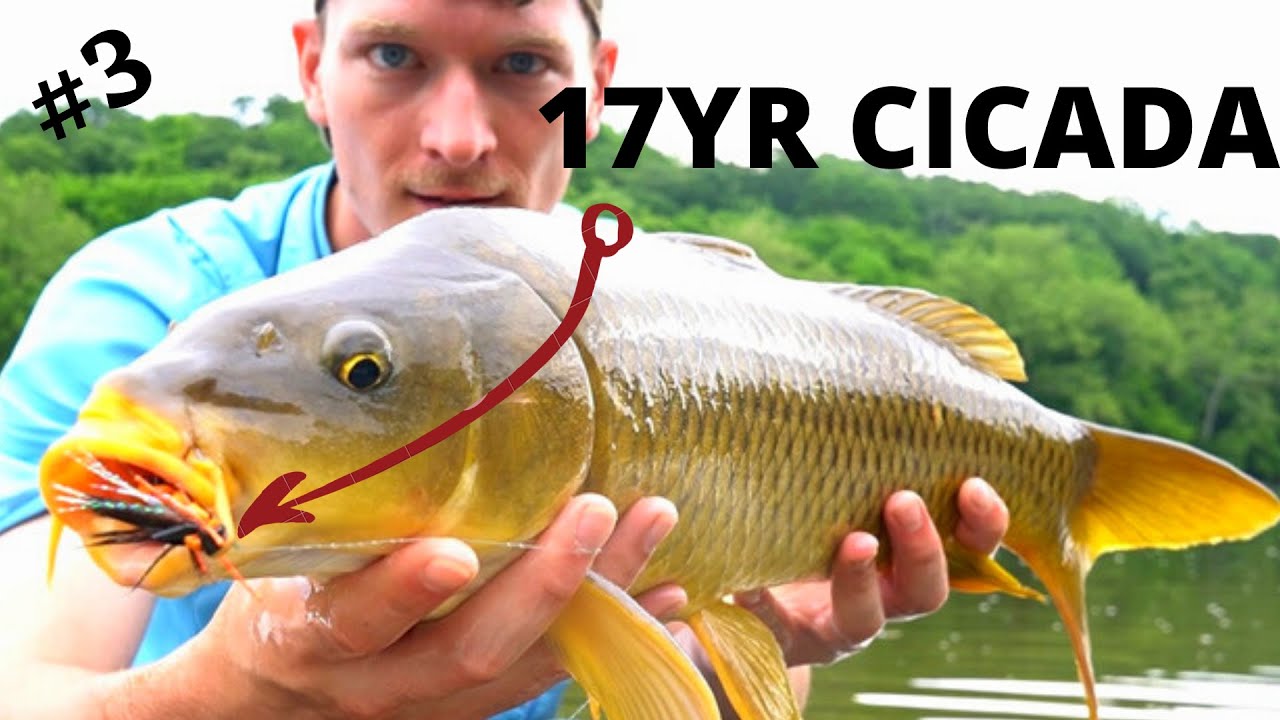 EPIC Dry Fly Fishing for CARP - 17 Year Brood X Cicada Hatch