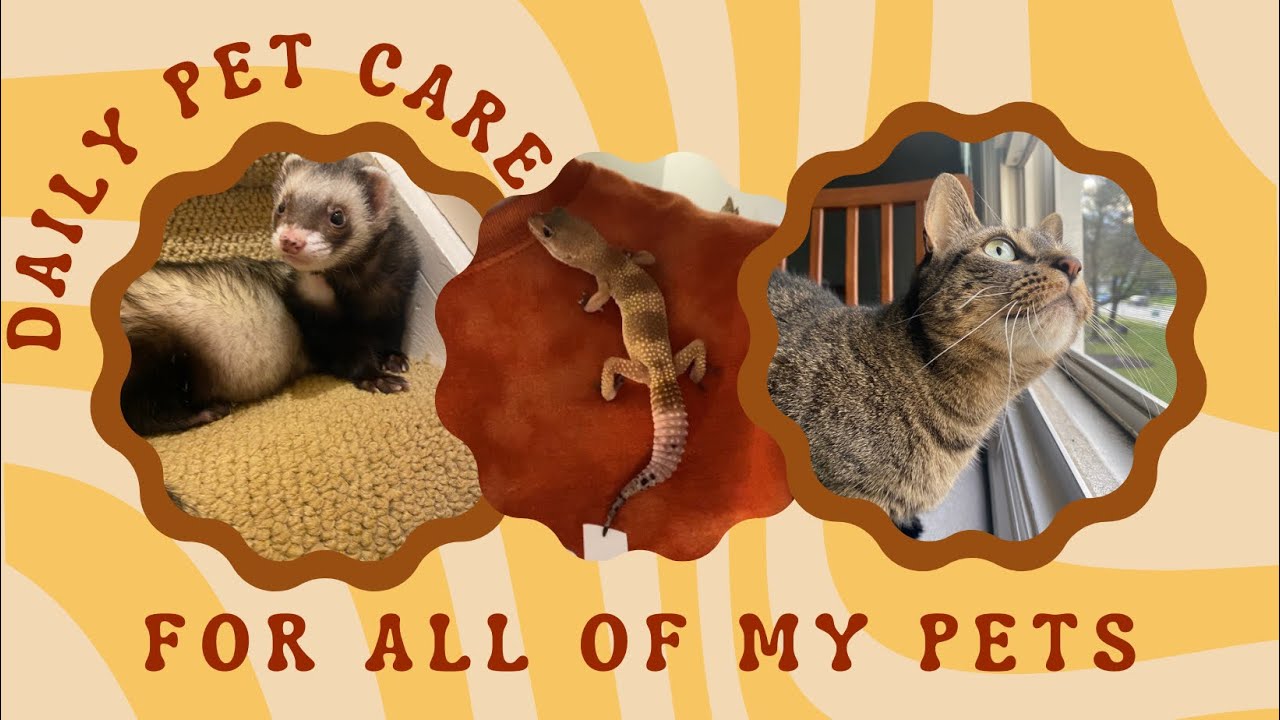 Daily Care for All of My Pets🦦🐈🦎