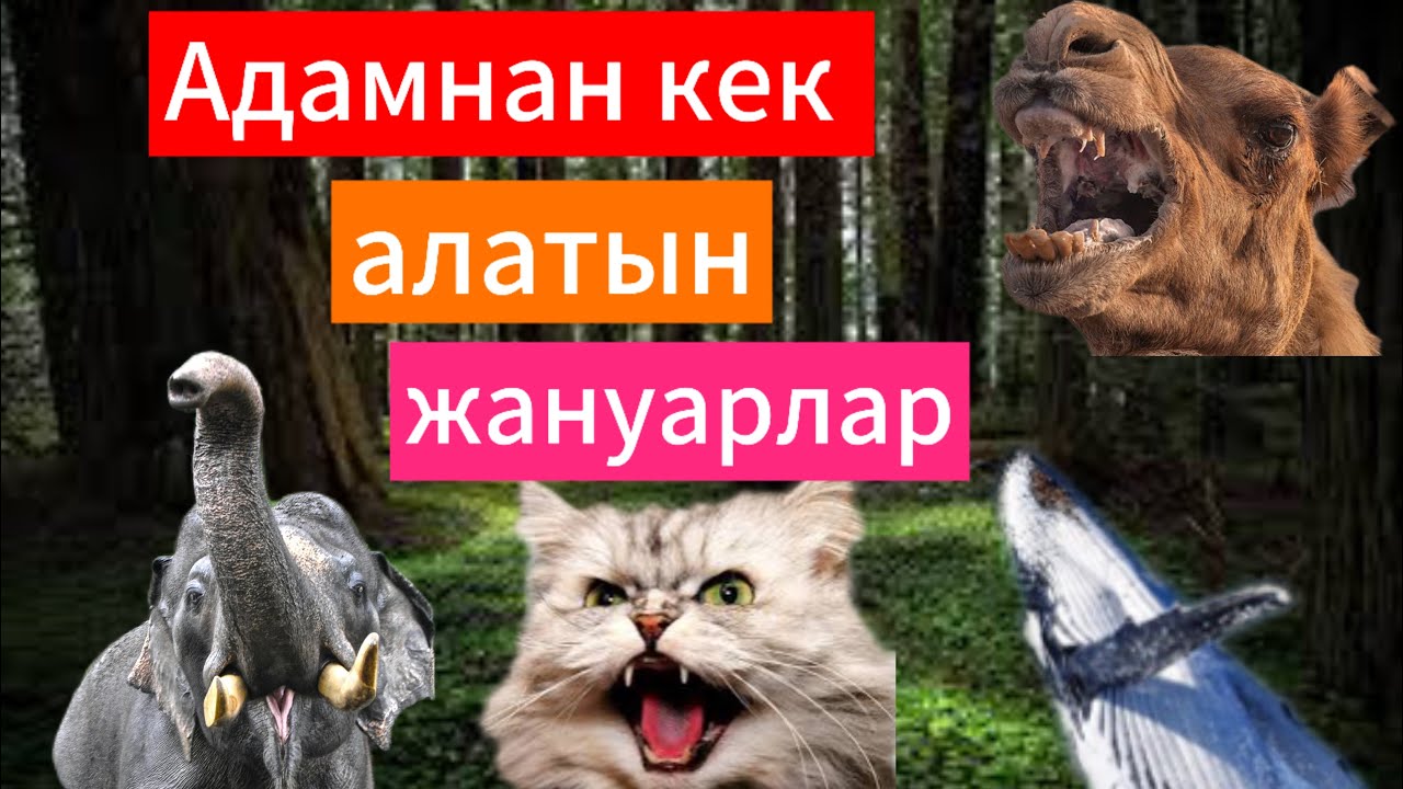 Ең кекшіл жануарлар. Егер оларды ренжітсеңіз…   Машинисттен кек алған піл.