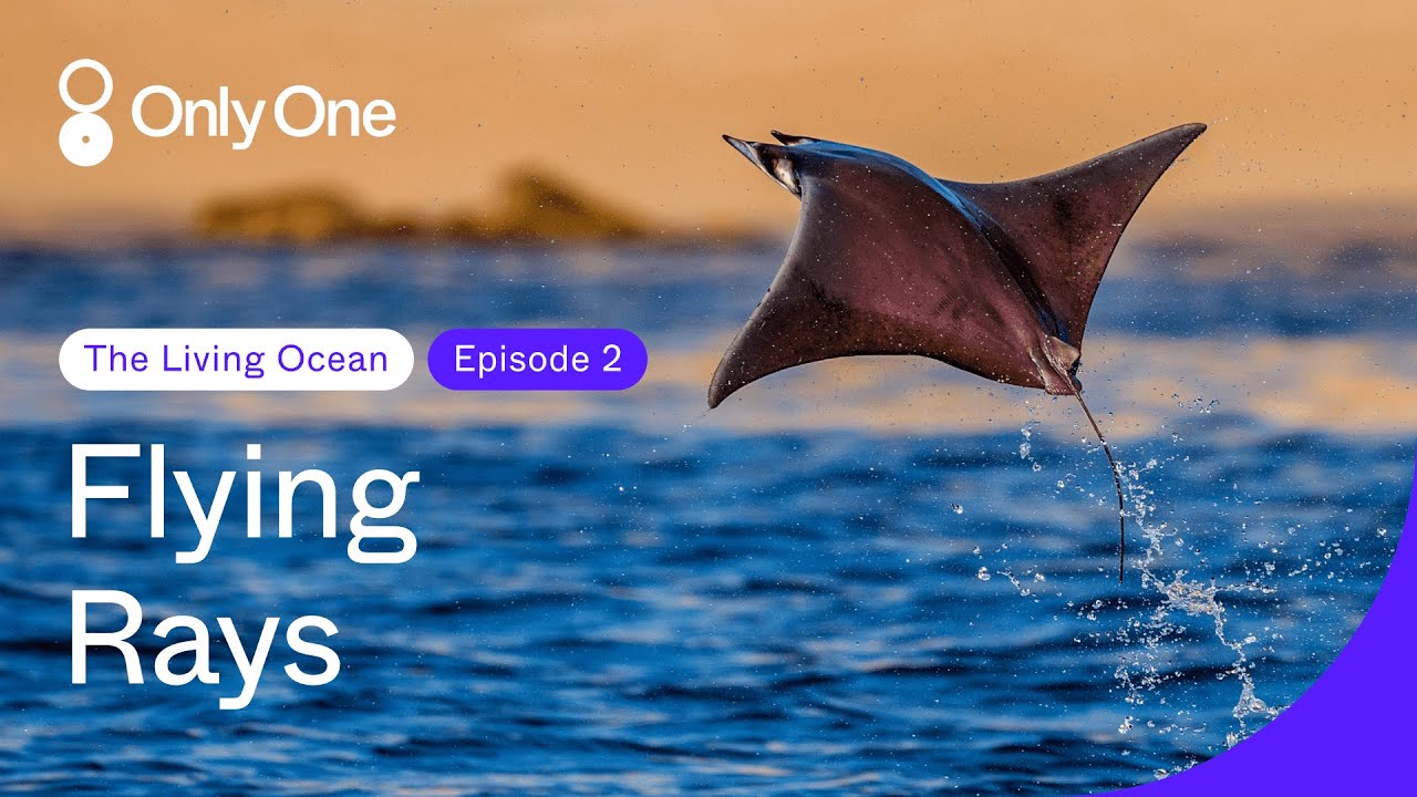 Mobula Rays | The Living Ocean | Only One