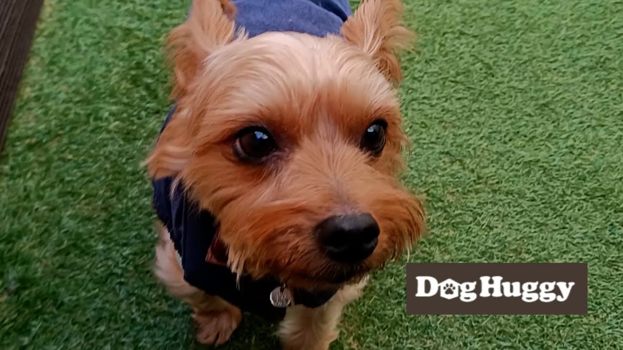 ヨークシャーテリアのさんたちゃん【DogHuggy お預かり動画‎´•ﻌ•`🐾】