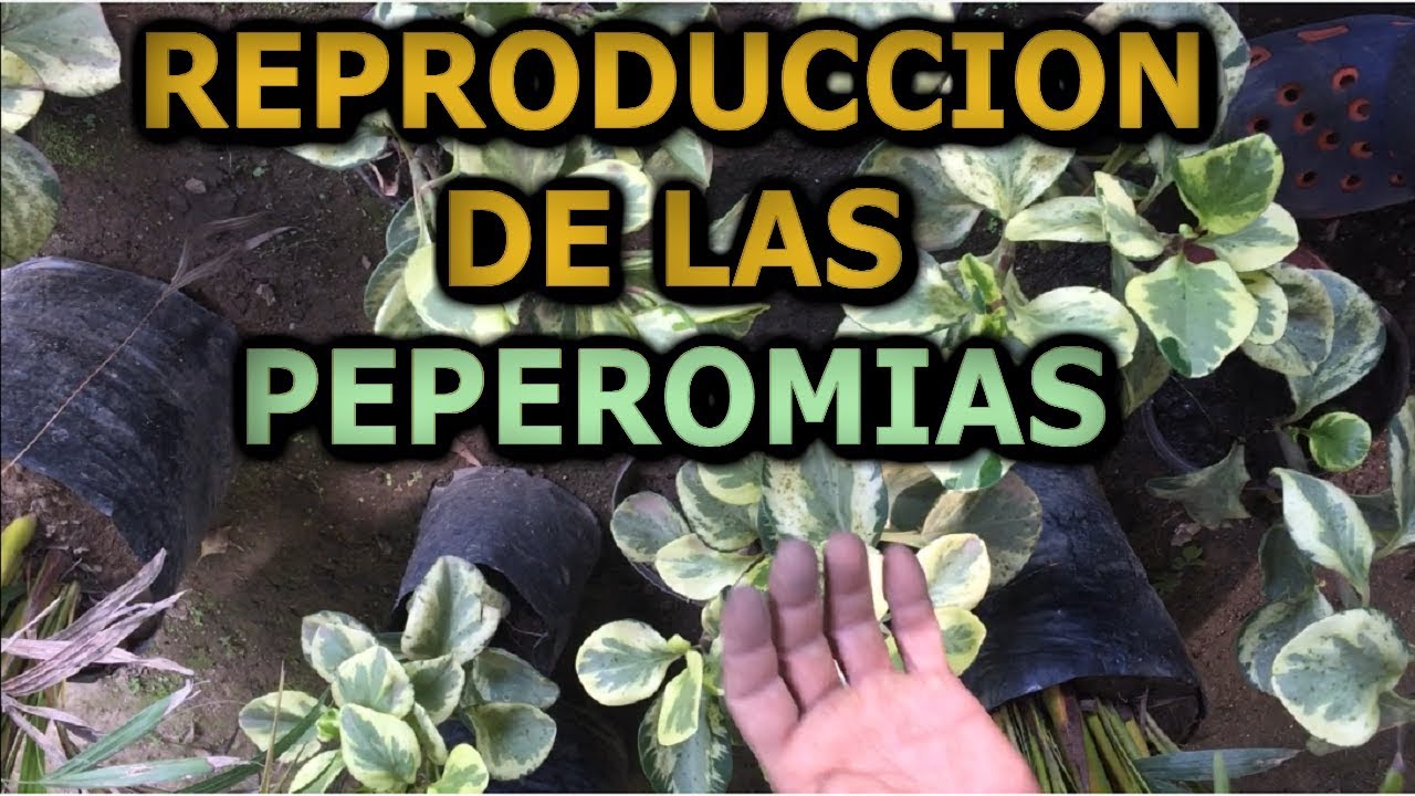 Como reproducir la planta Peperomia variegata  || Info Garden
