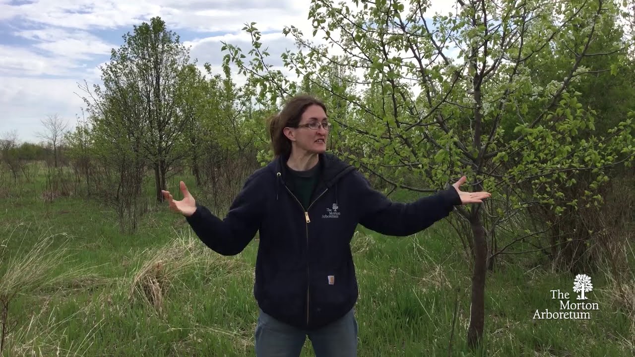 How to identify callery pear (Pyrus calleryana)