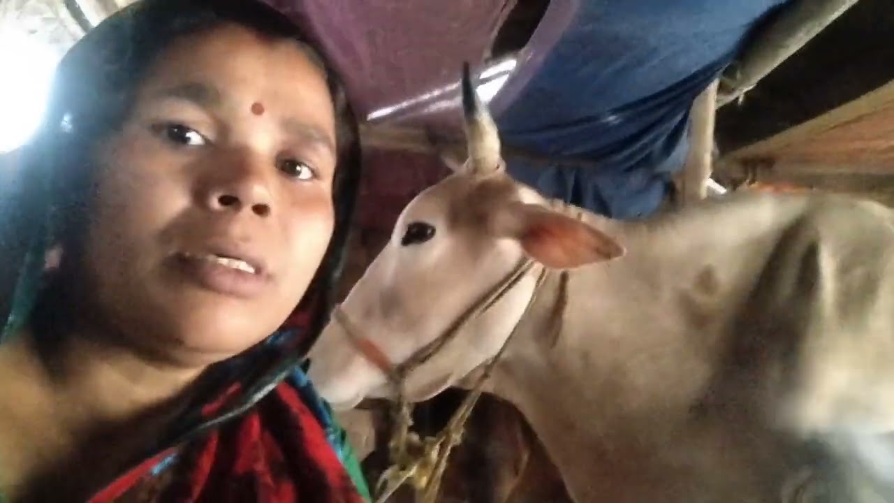 প্রথম থেকে শেষ পর্যন্ত গ্রাম্য পদ্ধতিতে গরুর দুধ দোয়ানোর সঠিক নিয়ম। #bengalivlog #cow #dailyvlog 