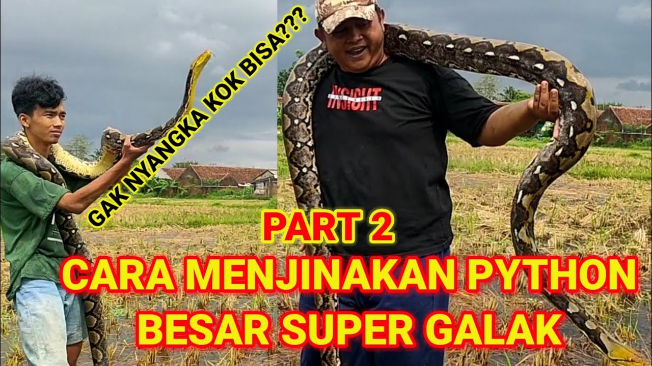 CARA MENJINAKAN PYTHON BESAR SUPER GALAK DI AIR | SARAN INOV @SABODO REPTILE