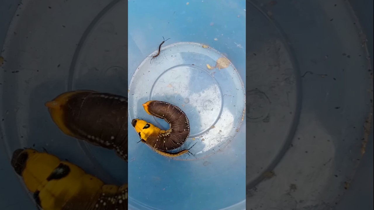 The caterpillar was surprised #jwildlifetv