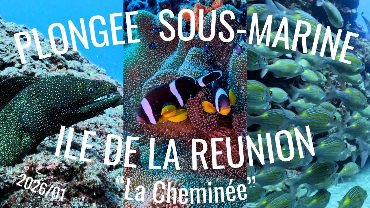 Plongée sous-marine 