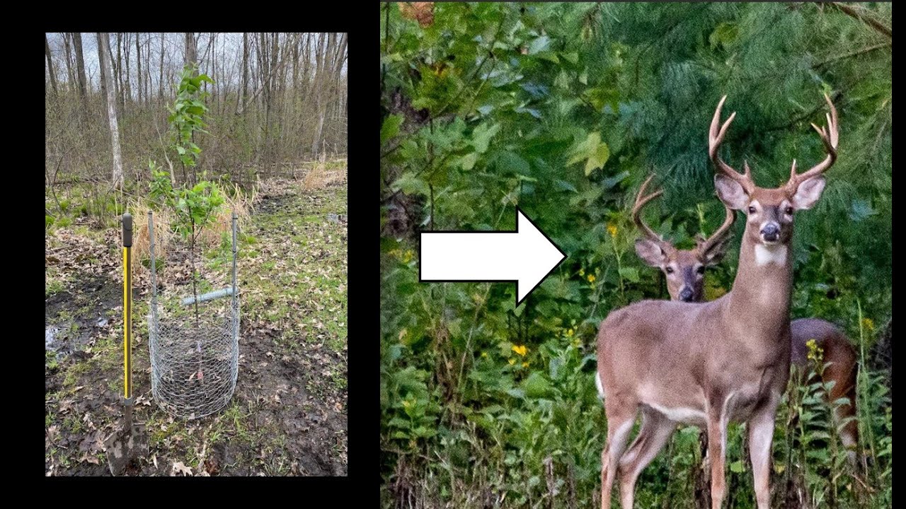 Swamp Habitat Improvement - Miscanthus, Norway Spruce & Apple Trees