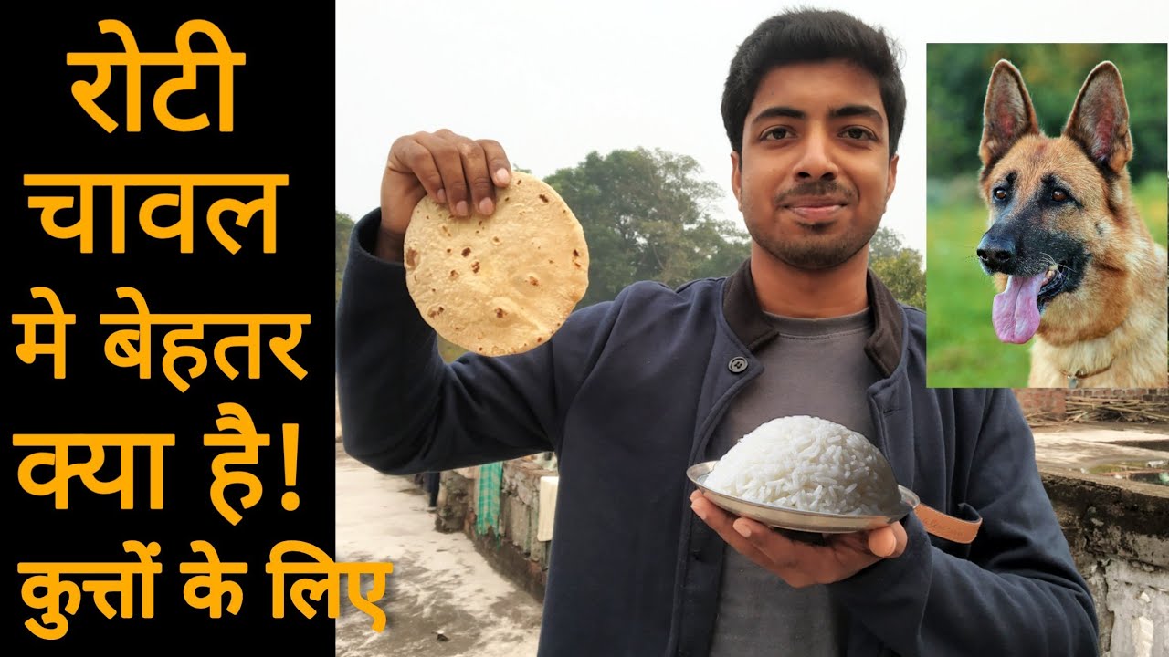 Dog food - Roti v/s rice which is better for your dog!!! 🔥 🔥