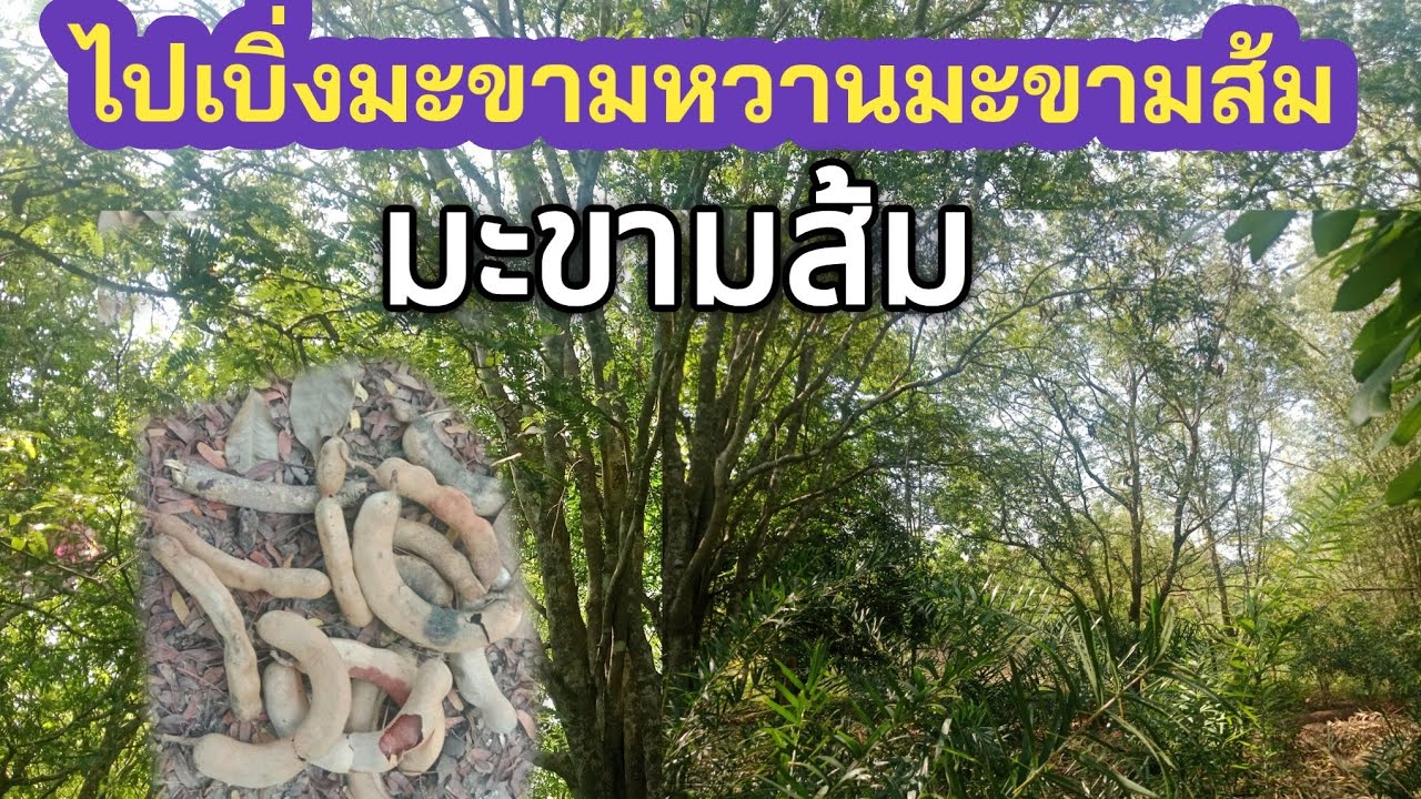 เบิ่งมะขามหวานมะขามส่มอยูู่หลังเฮือนเเฮาติตก่อหน่อไม้ไผ่#บ่าวนก ภูไท