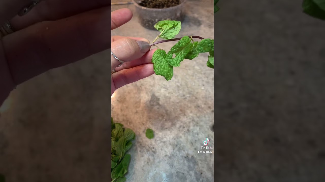 How to Grow more mint from store bought mint!