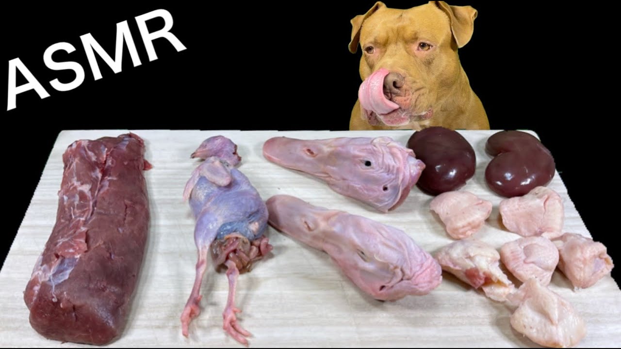ASMR MUKBANG PITBULL EATING RAW FOOD DUCK HEAD QUAIL