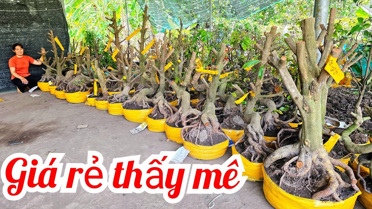 Chị Vân📲 0369116270 mai giảo Thủ Đức đế đẹp giá rẻ 13/3 Chợ Gạo (@Maivàng Quê Dừa)