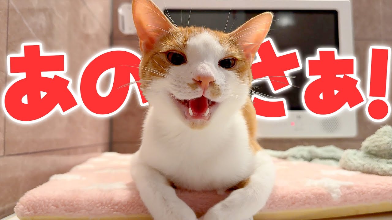 お風呂に入っていたら、子猫が突然すごい勢いで話しかけてきたんですが…