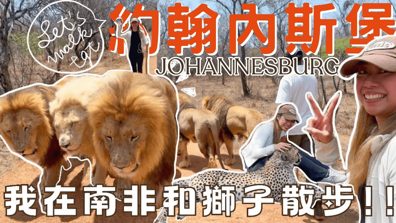 [𝐉𝐨𝐡𝐚𝐧𝐧𝐞𝐬𝐛𝐮𝐫𝐠 𝐕𝐥𝐨𝐠]🇿🇦❤︎🗺我在南非和獅子散步🦁|約翰內斯堡☀️🌍|和BB豹合照🐆超乖超可愛|🦓動物門在車前過馬路🛣