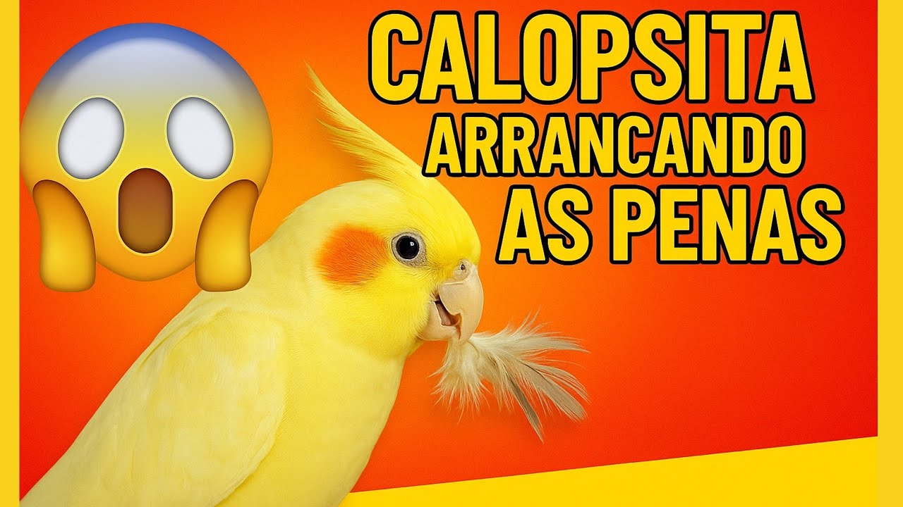 Calopsita arrancando as penas … O QUE FAZER? 😱
