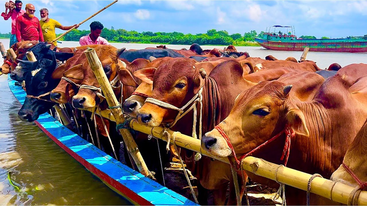 Cow unloading, cow videos, cow video, animal, big cow, goru hamba cow, Ep- 14