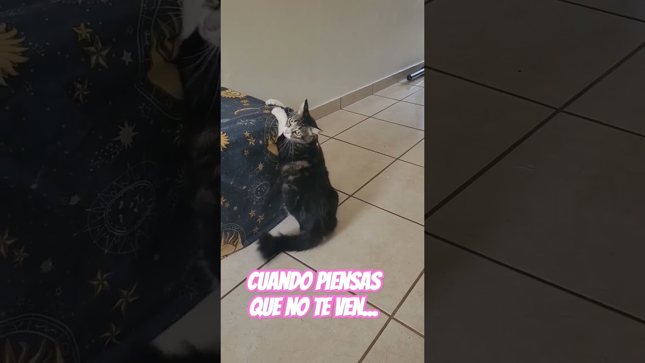 Mi gata piensa que no la veo #gatos #cats_and_fun44 #cats #michis #funnycats #catvideos #catslover
