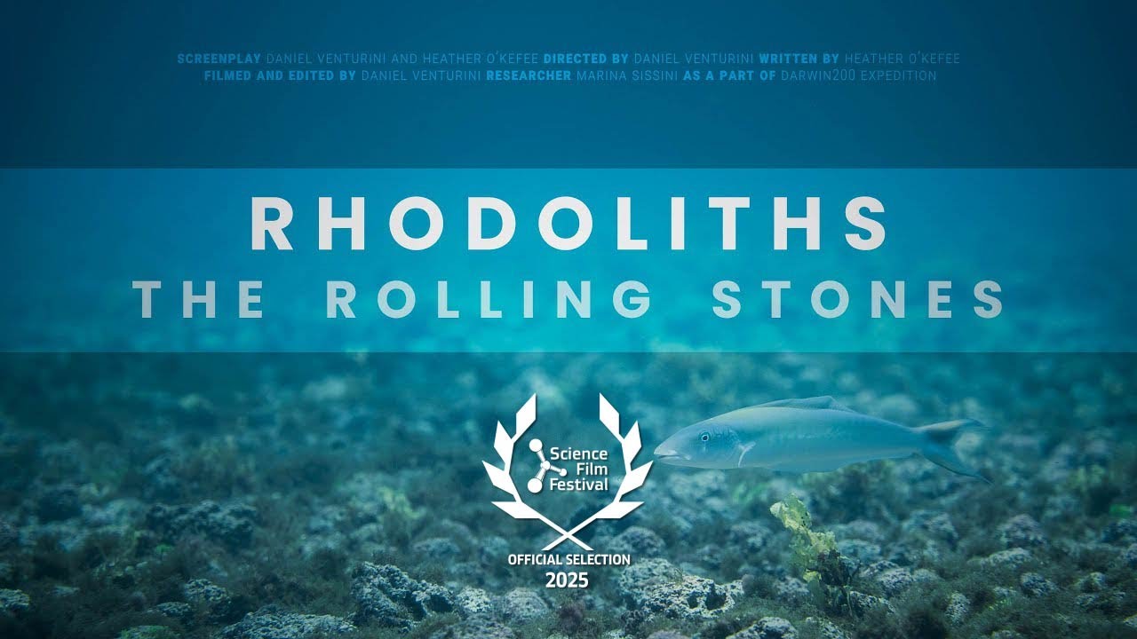 Rhodoliths - The Rolling Stones