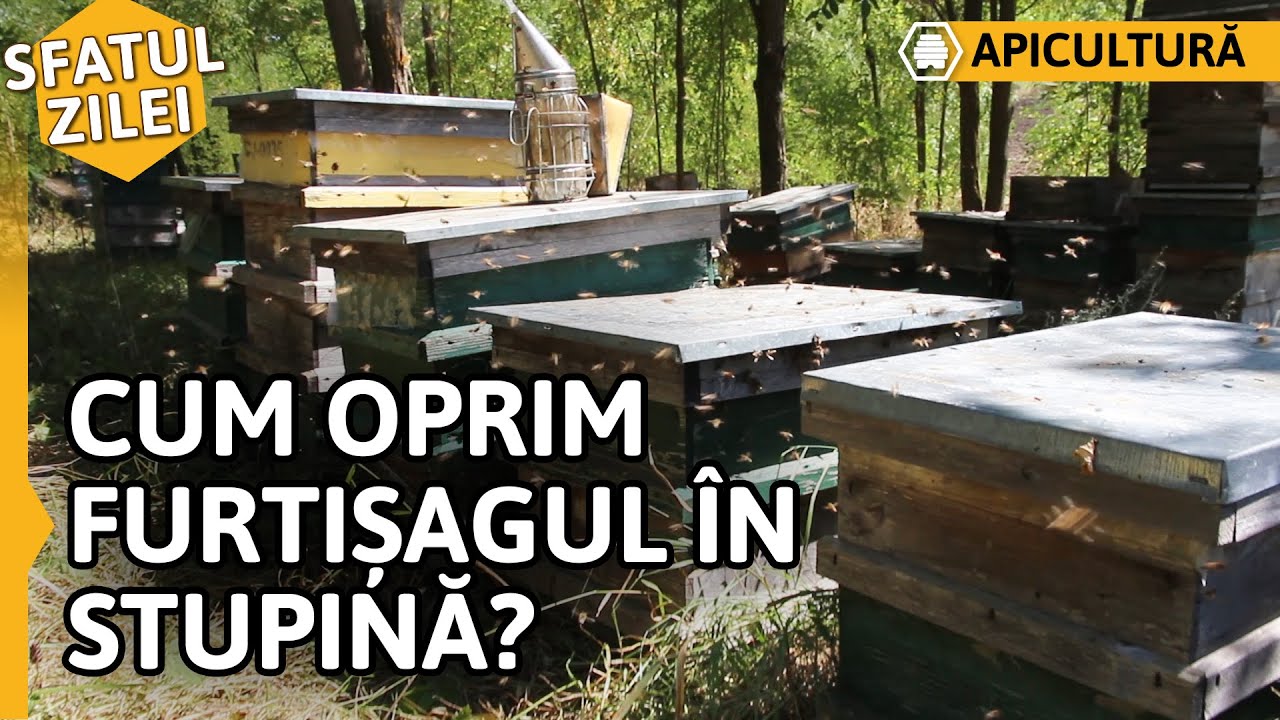 CUM OPRIM FURTIȘAGUL ÎN STUPINĂ? [Sfatul zilei]