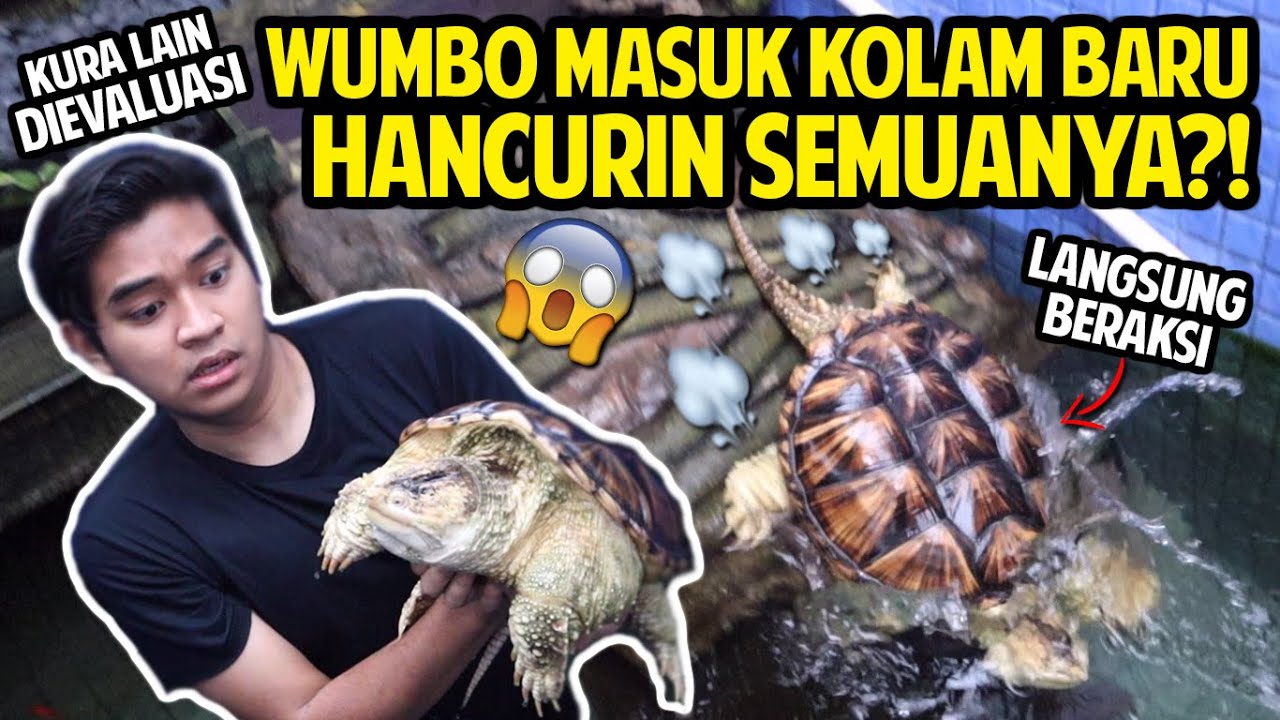 WUMBO ACAK-ACAK KOLAM KURA BARU AKU! TERPAKSA EVAKUASI SEMUA KURA-KURA!