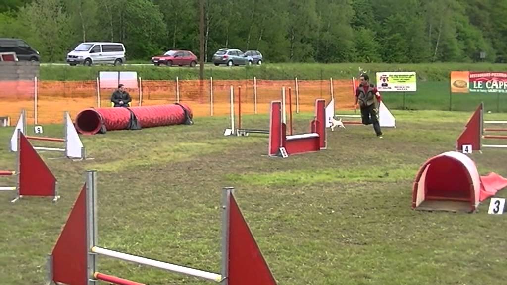 Jack russell Agility