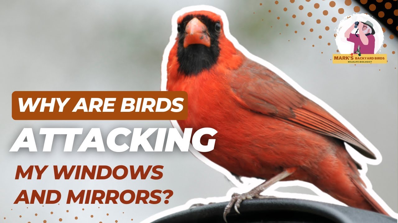 Why Are birds ATTACKING Your Windows And How To Stop Them?