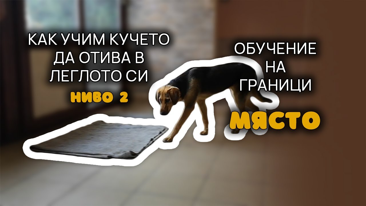 Как учим кучето да отива на Място (легло или клетка) - Обучение за граници - НИВО 2