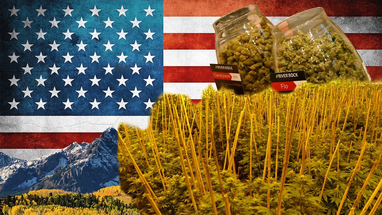 So wird legales Cannabis unter 250.000W angebaut - River Rock Colorado | DHV USA Tour 2015 Part 2/10