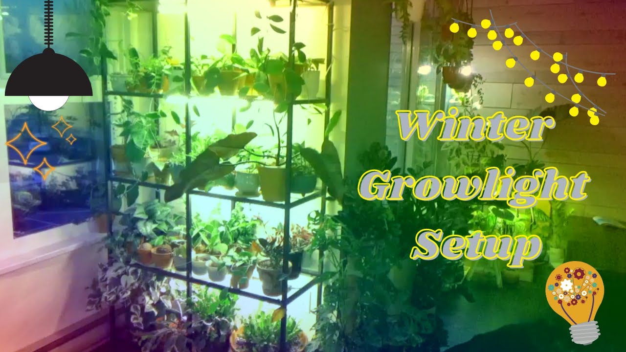Grow light Setup for Hoyas, Aroids and other Houseplants