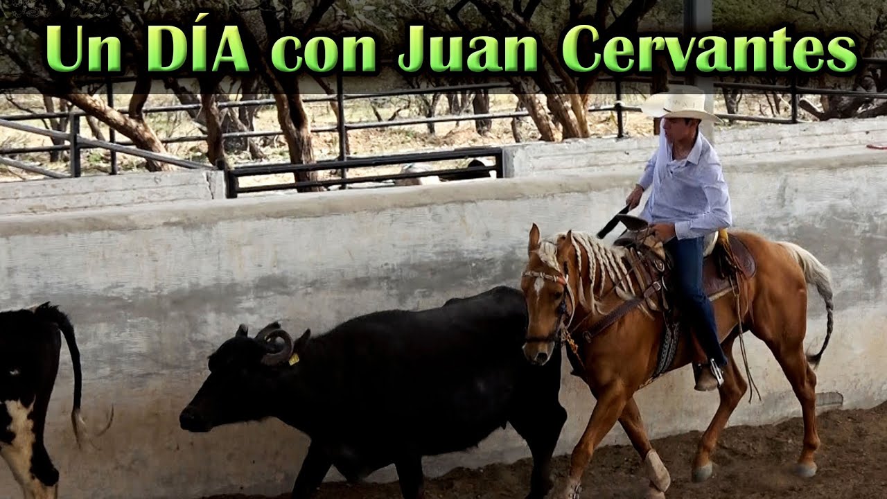 El Trabajo que les damos a los Caballos con Juan Trocas